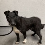 Dog who ran away from home 6 years ago is found alive and well in the woods