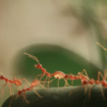 Pest Control Northwood